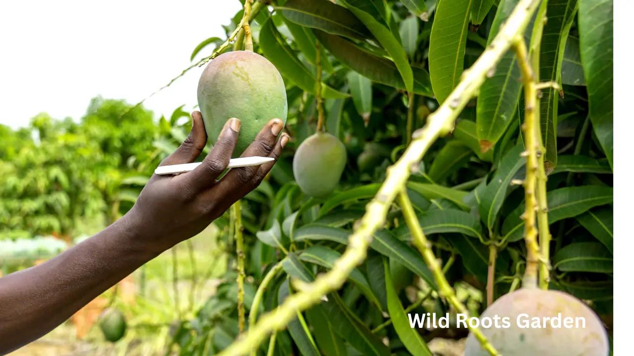 Best Fruits to Cultivate Successfully in North Florida