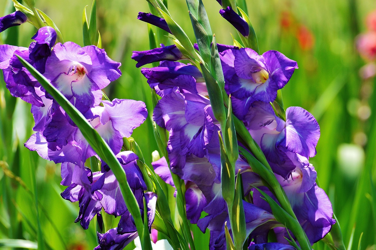 gladiolus, beautiful flowers, flower wallpaper, blue, summer, purple, nature, flower, grow, blossom, flower background, bloom, plant, bloom