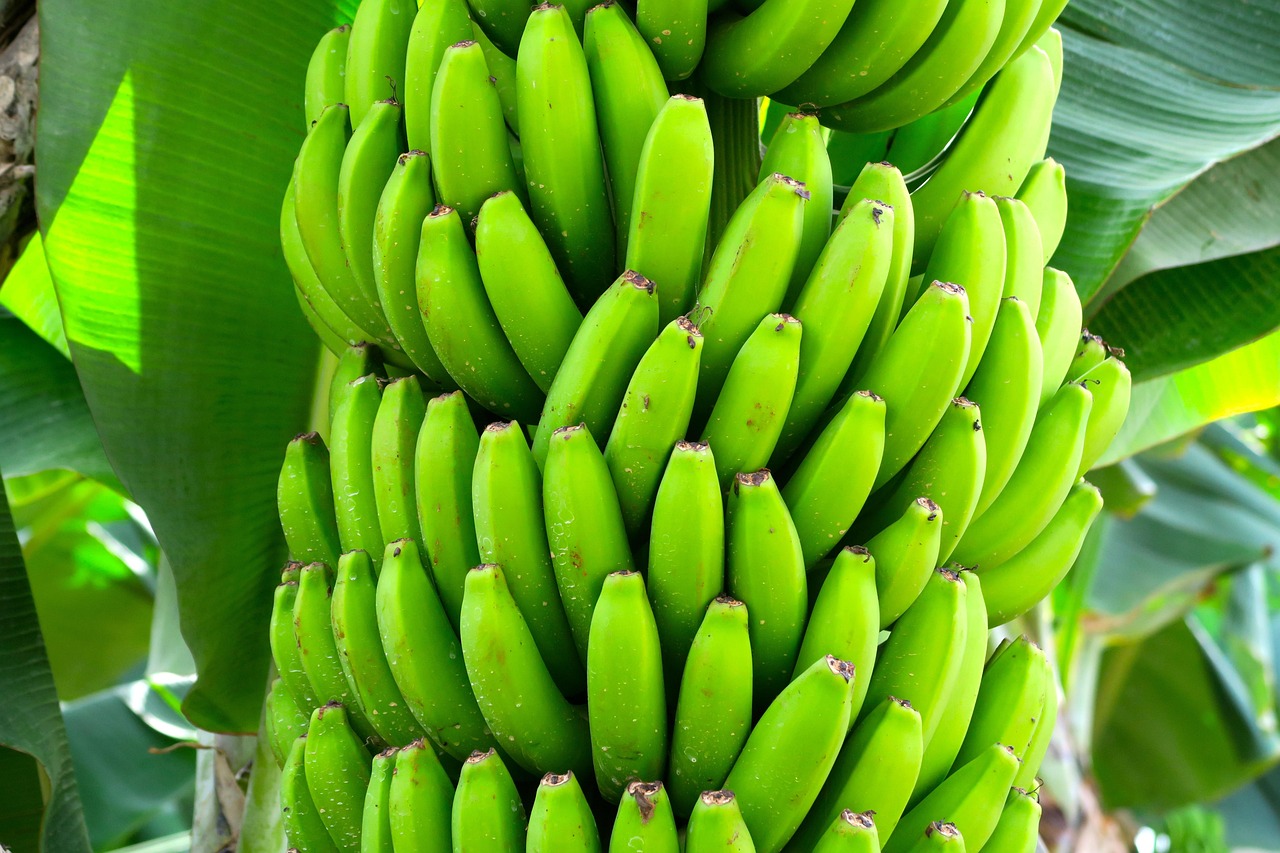 banana diet, fruit, exotic, banana, banana, banana, banana, banana, banana