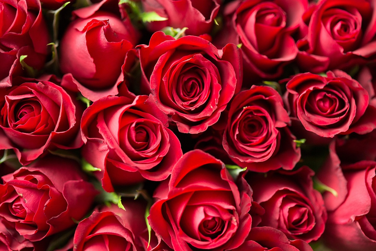 red, flower background, roses, flowers, petals, red roses, bed of roses, bunch, nature, flower wallpaper, bunch of flowers, bunch of roses, bloom, blossom, flora, rose bloom, rose petals, red petals, bouquet, beautiful flowers, rose bouquet, close up, rose wallpaper
