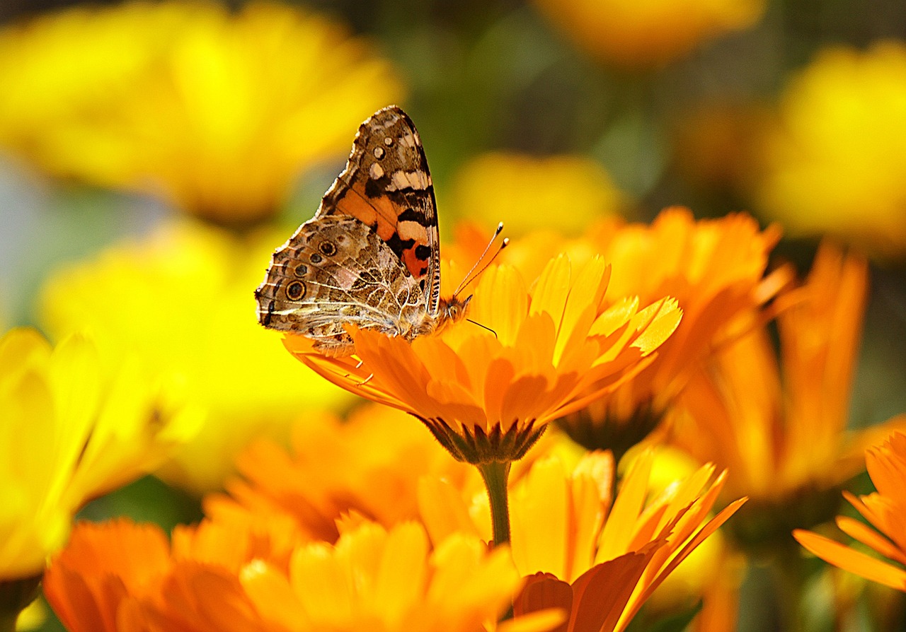 butterfly, insect, flower, painted lady, animal, pollination, calendula officinalis, flower wallpaper, pot marigold, ruddles, common marigold, calendula, asteraceae, orange flower, flower background, bloom, blossom, flowering plant, beautiful flowers, ornamental plant, plant, flora, nature, garden, closeup