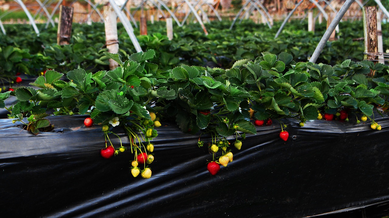 Best Strawberries to Grow in South Florida: Top Varieties for Success