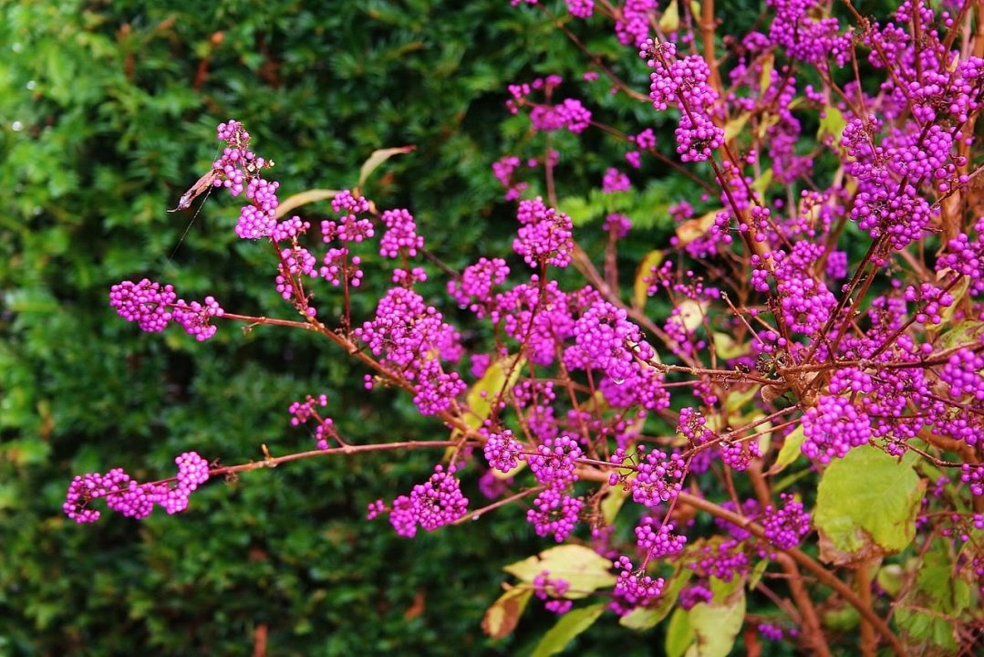 Best Bushes to Grow in the Shade in Florida: Top Evergreen Picks
