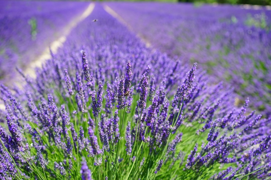 What Lavender Grows Best in Florida: Top Heat-Tolerant Varieties Revealed