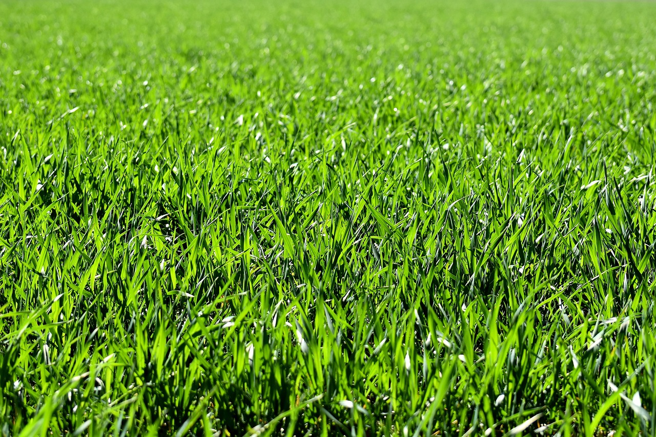 meadow, field, nature, grass, landscape, grassy, grasslands, grass blades, lush, green, greenery, green grass, lawn, meadow, field, field, grass, grass, green, green, green, green, lawn, lawn, lawn, lawn, lawn