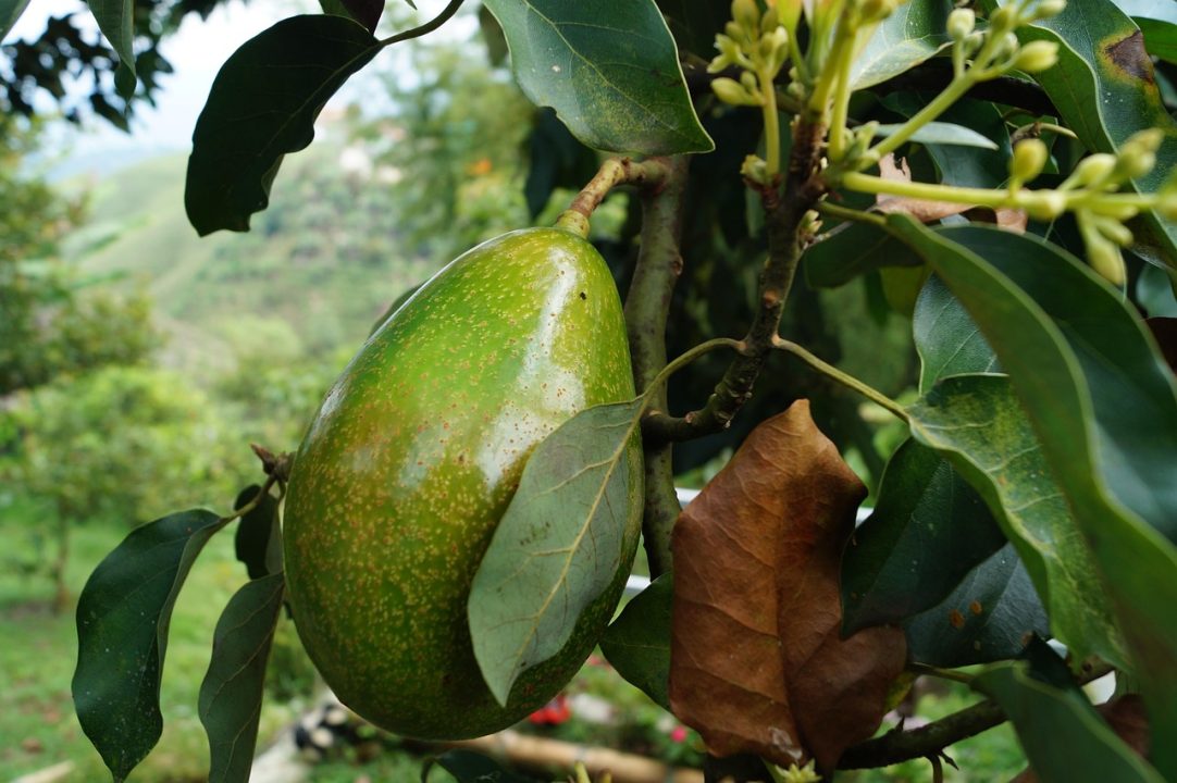 Best Avocado Variety to Grow in Florida: Top Picks for Success