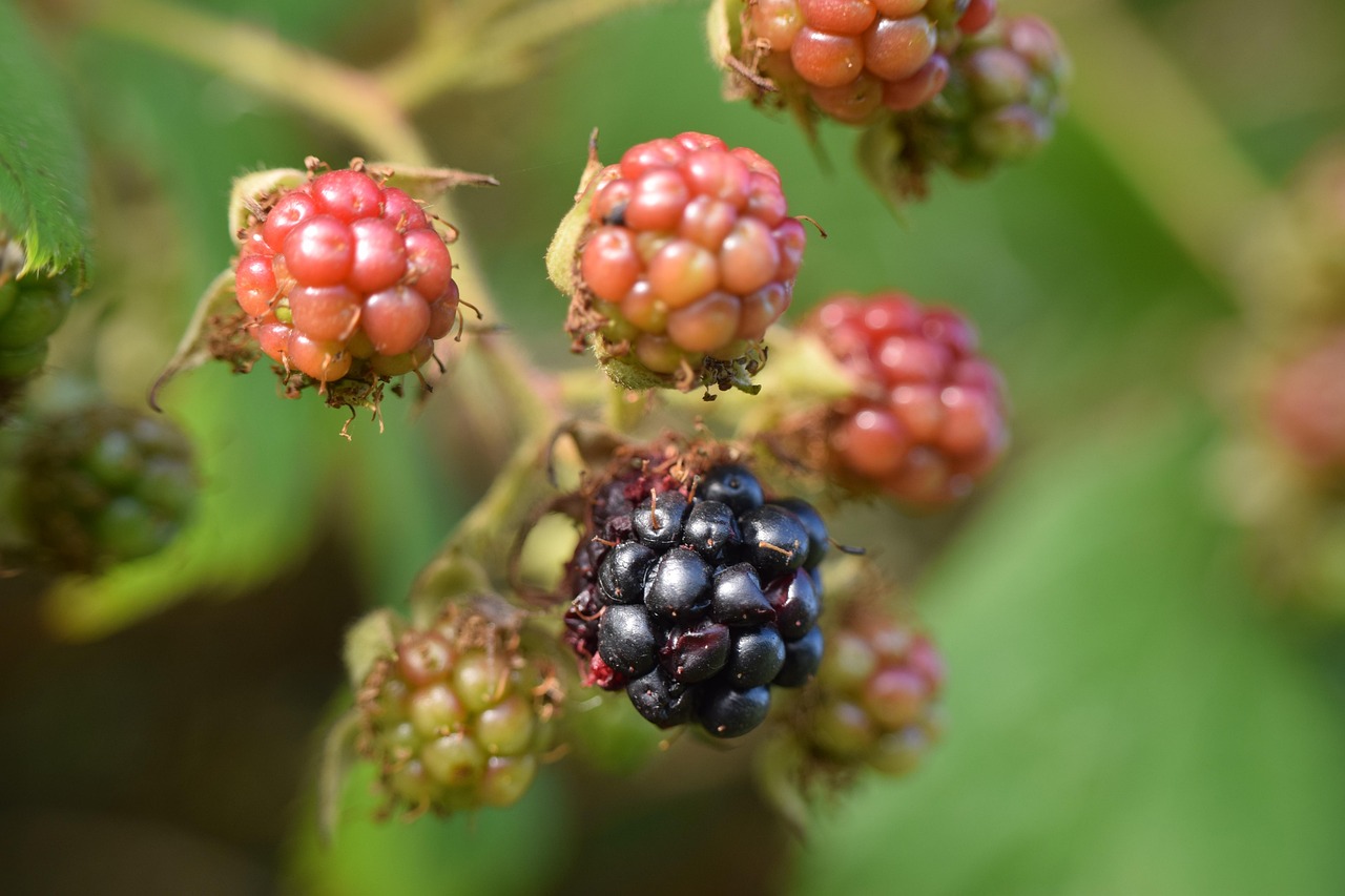 blackberries, macro, n, plant, fruit, berry, yummy, shrub, close up, bramble, nature, growing wild