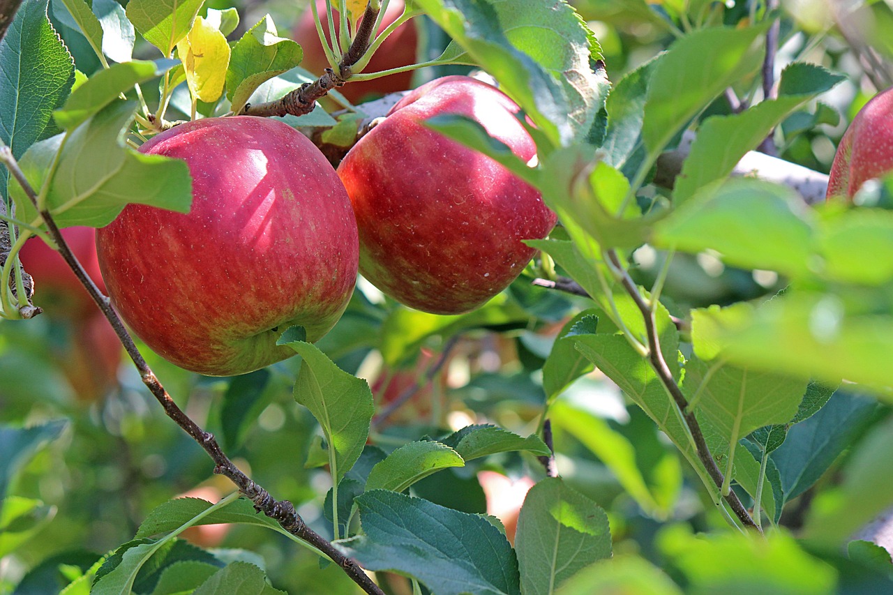 Best Apple Tree to Grow in Florida: Top Varieties for Success