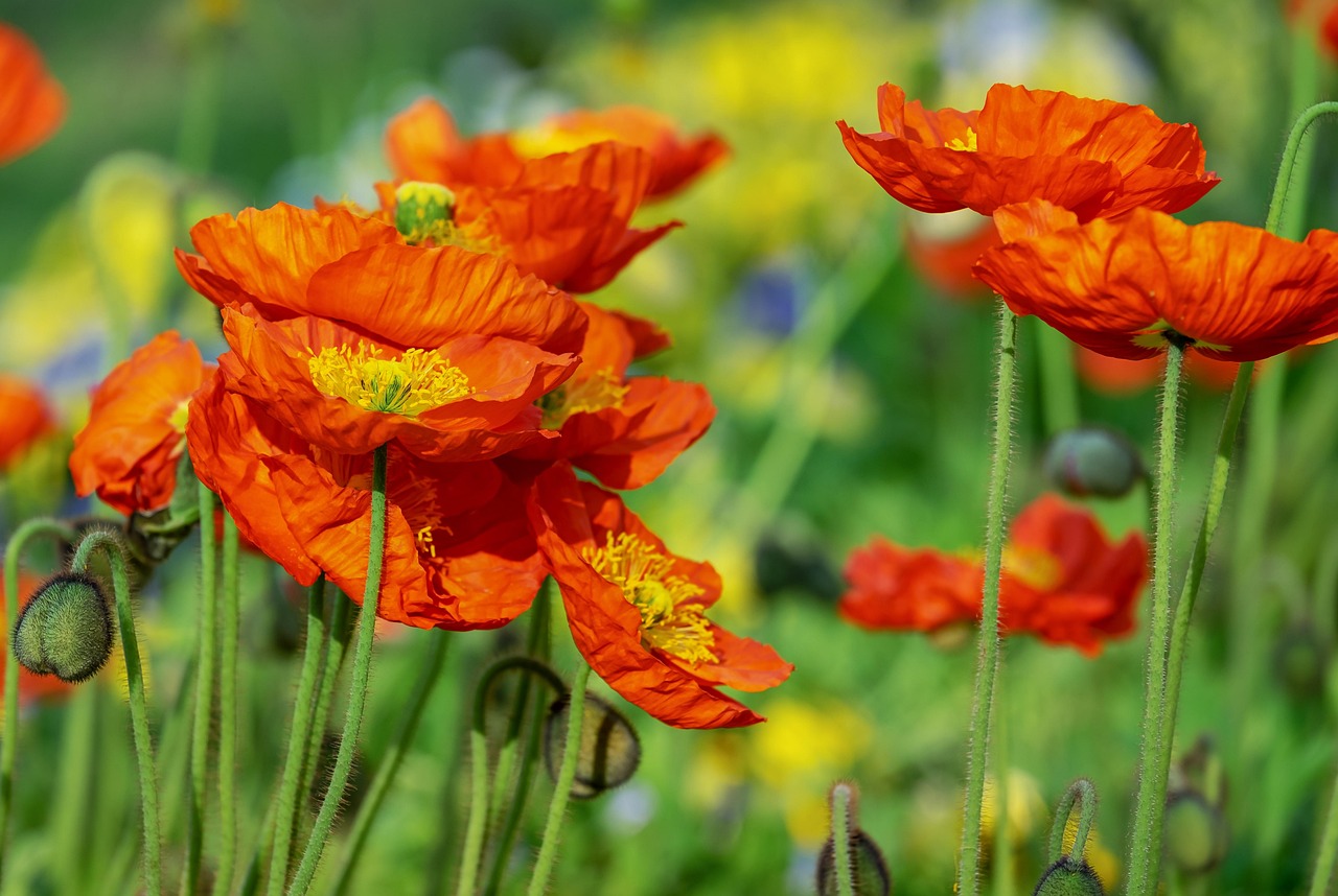Best Florida Flowers to Grow: Vibrant, Easy, and Heat-Resistant Picks