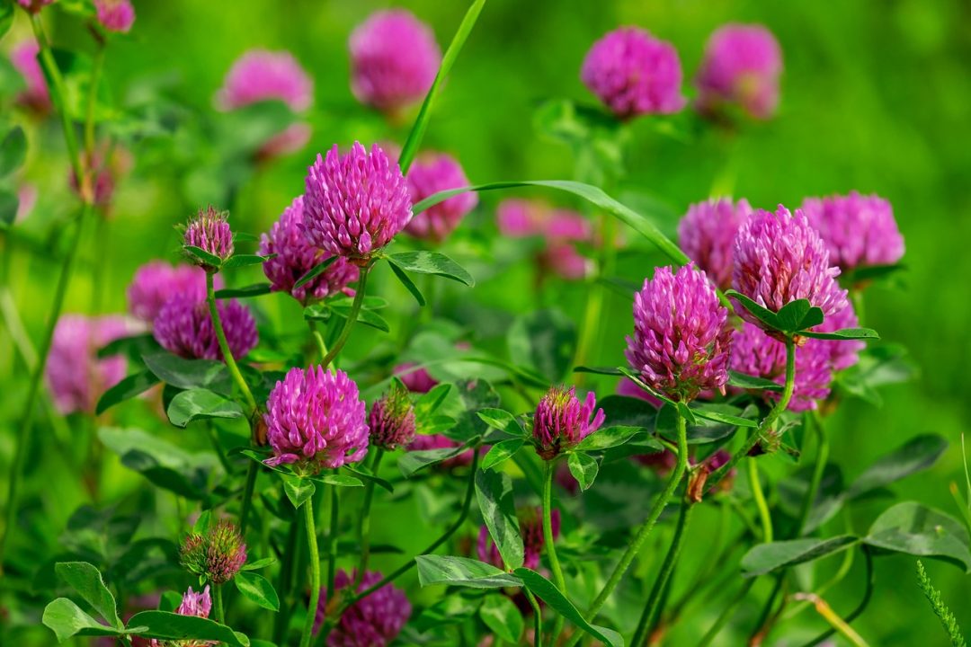 Best Clover to Grow in Florida: Top Heat-Tolerant Varieties Revealed