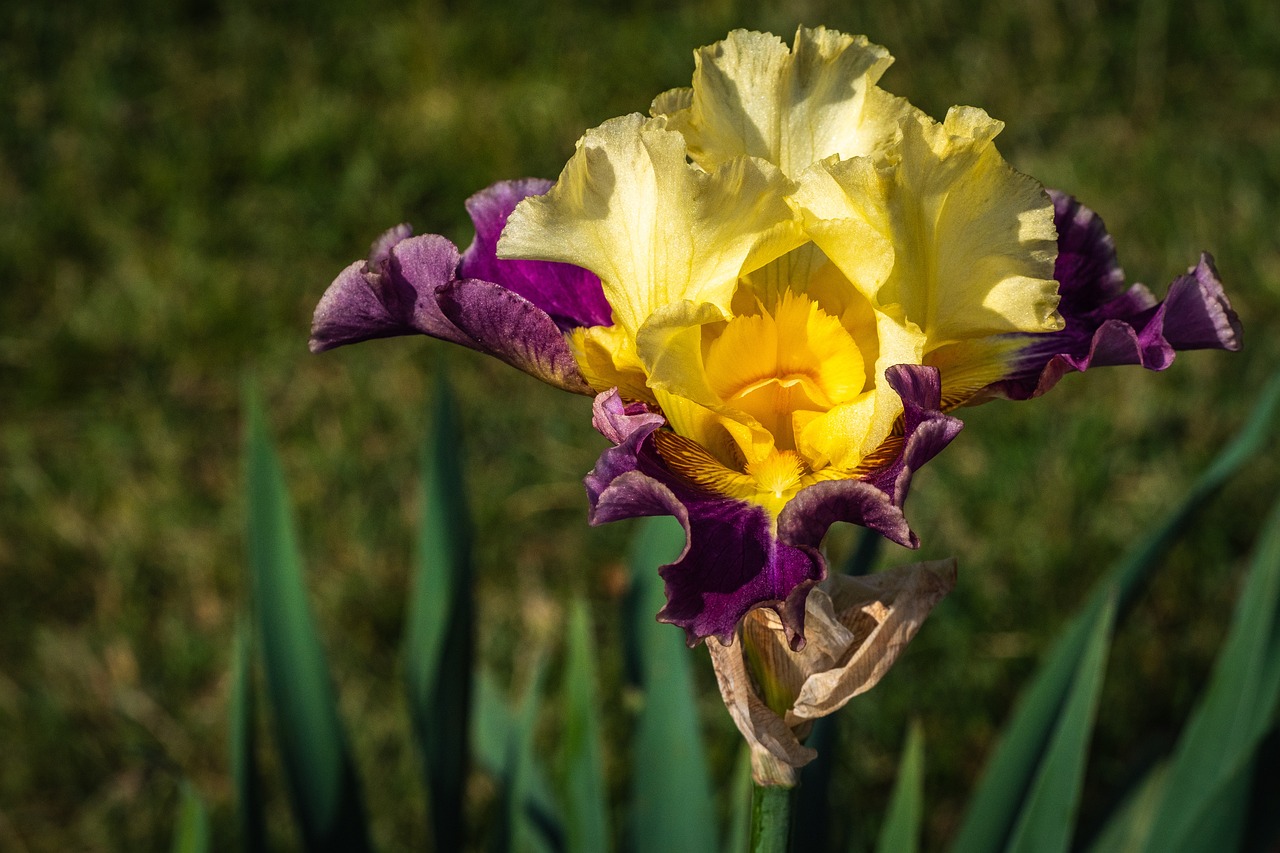 iris, flower wallpaper, nature, yellow and sangria, flower background, flower, beautiful flowers, spring, presby iris gardens