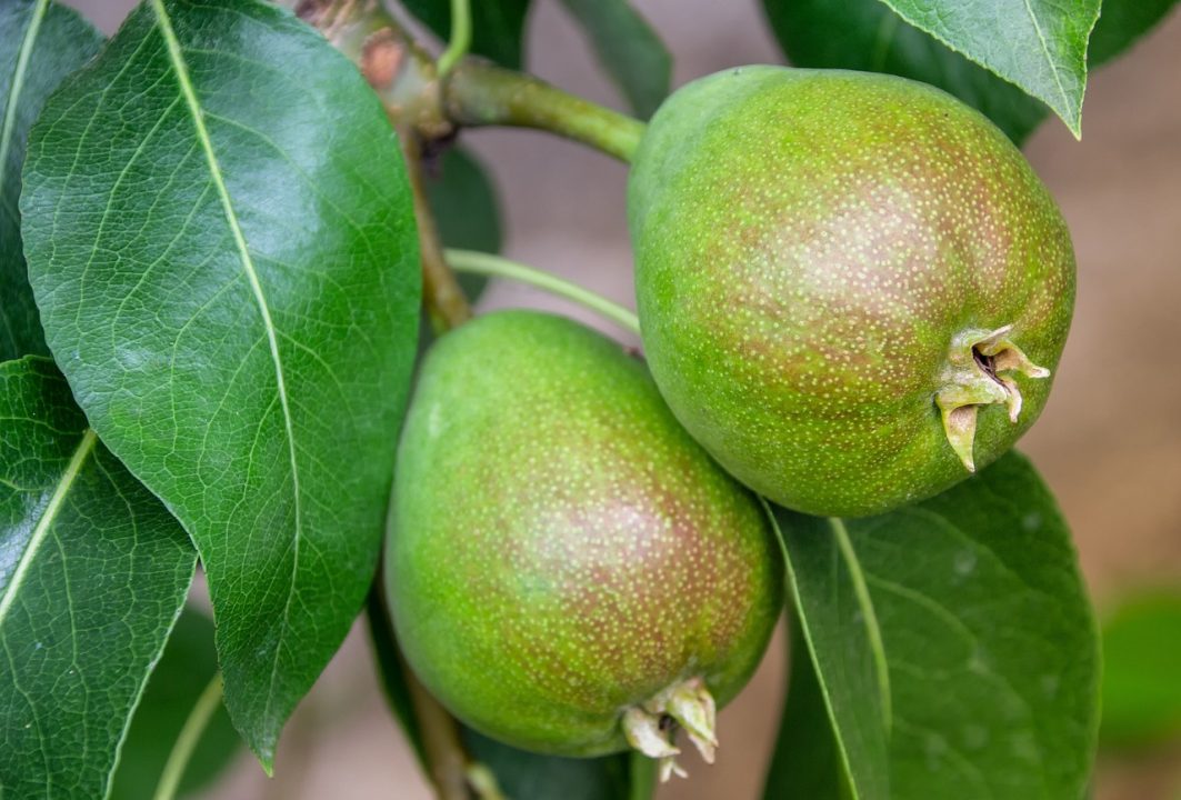 Best Fruit You Can Grow in Florida: Top Easy & Delicious Picks