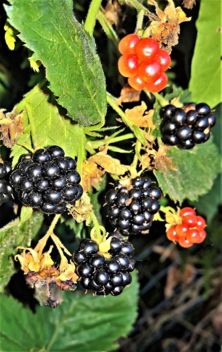Best Blackberry to Grow in Florida: Top Varieties for Success