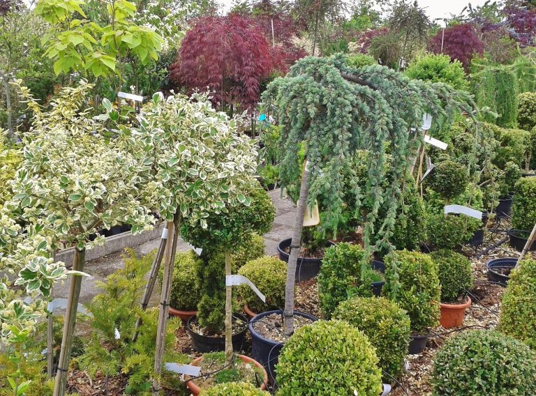 Best Trees To Plant In North Texas: Top Fast-Growing & Drought-Tolerant ...