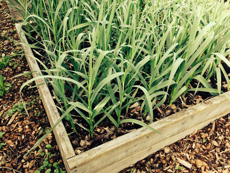 Best Breed of Garlic to Grow in Florida: Top Heat-Tolerant Varieties