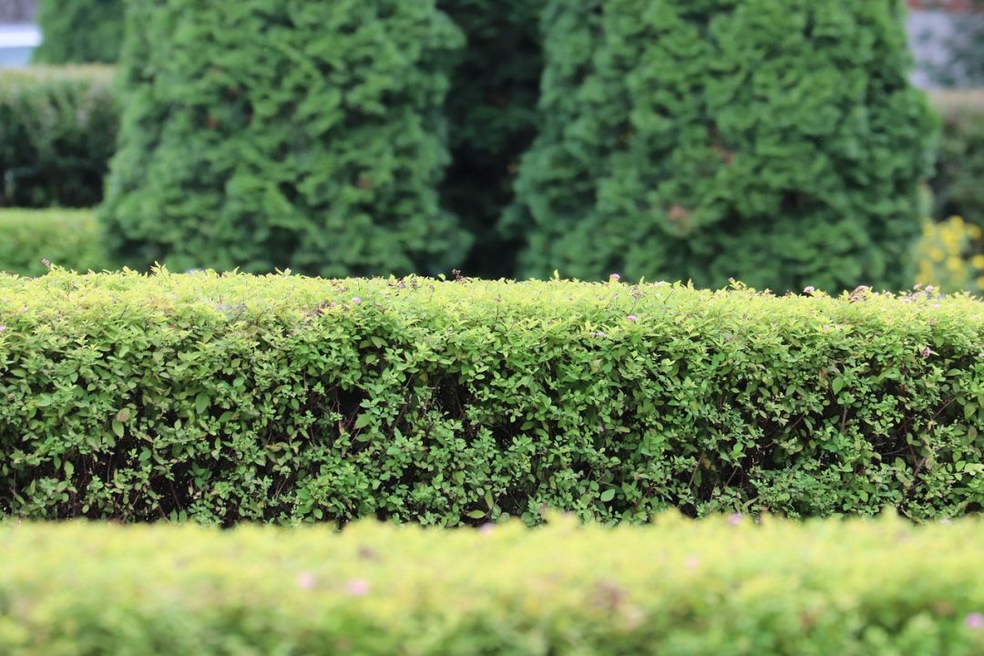 Best Bushes to Grow in Florida: Top Picks for Vibrant Gardens