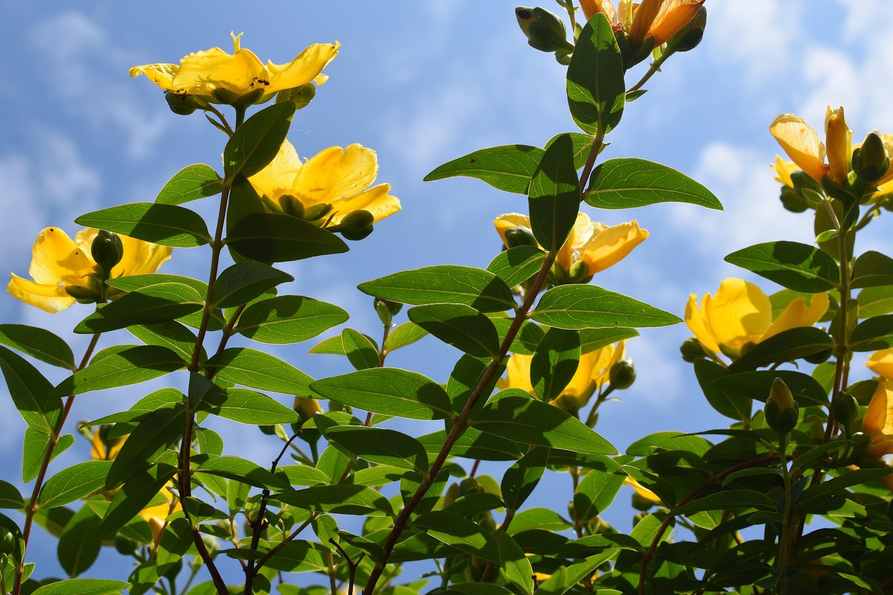 flowers, growing, yellow, flower wallpaper, beautiful flowers, flower background, nature, plant, grow, botanical