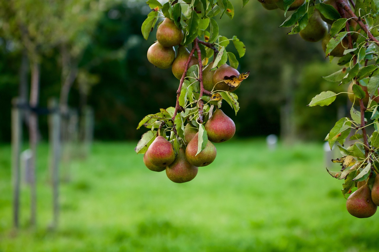pear, pears, pear tree, fruit, food, healthy, energy, fresh, nature, fruits, trees, orchard, grass, meadow