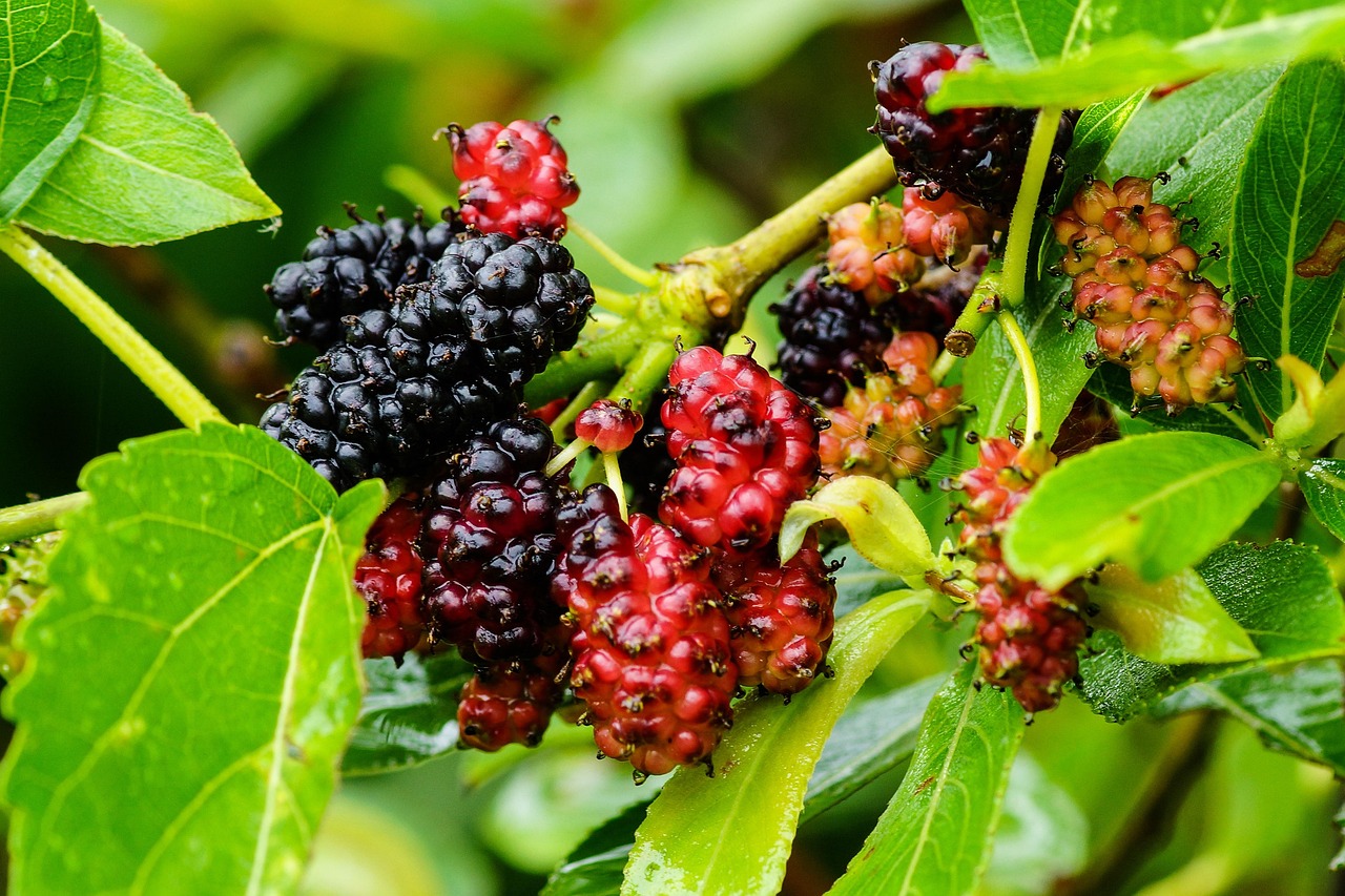 mulberry, color, wild, food, fruit, tree, health, sweet, delicious, nature, green health
