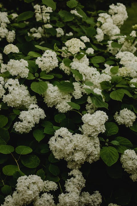 Beautiful white hydrangea flowers blooming in a lush Estonian garden during summer.