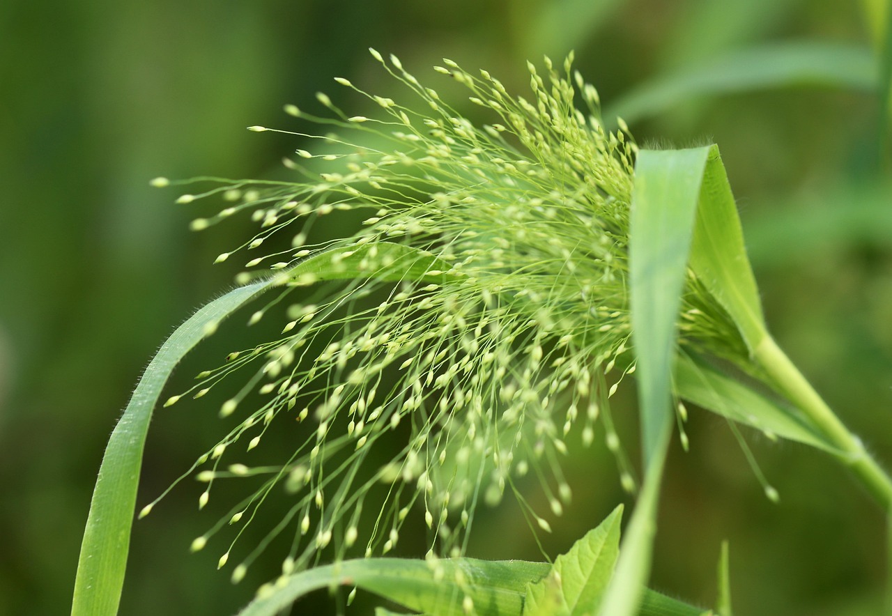 millet, panicle, farm millet, panicum miliaceum, weed millet, grass, grass seed, nature, flora, botany
