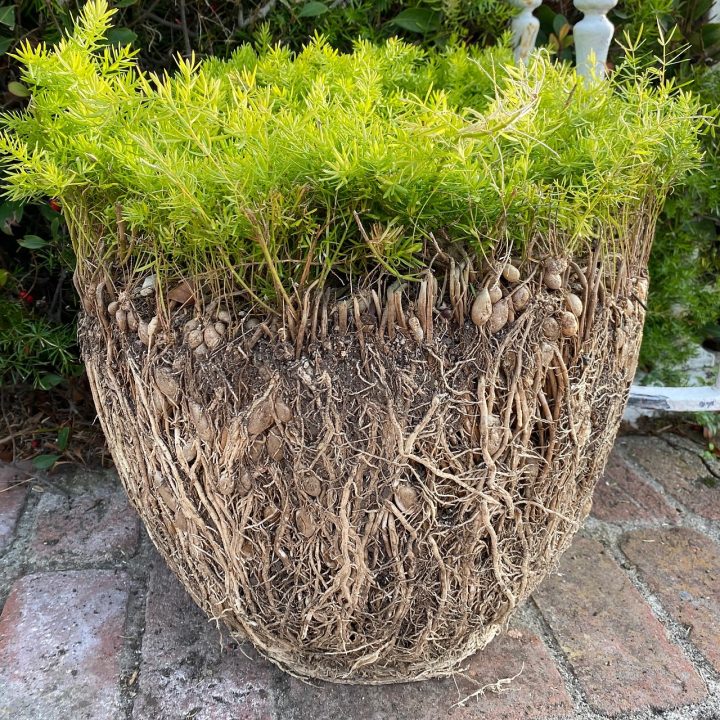 Best Easy Plants to Grow in Florida Heat: Top Low-Maintenance Picks