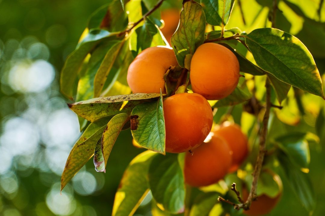 10 Best Fruit Trees To Grow Outside In Florida