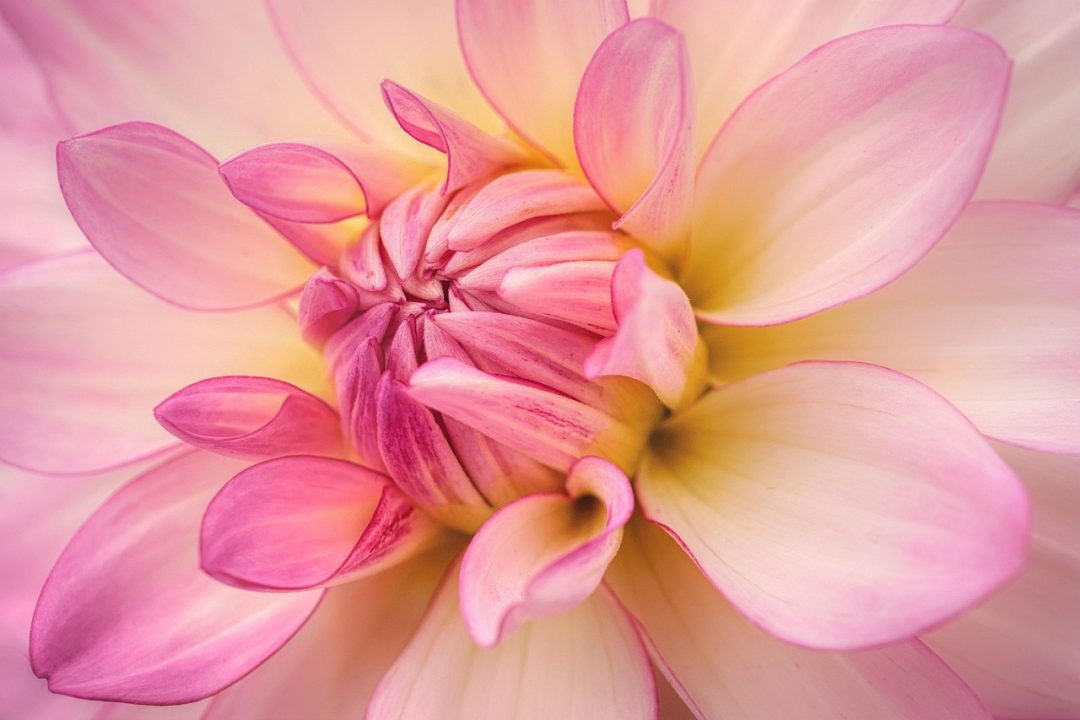 Best Bress to Grow in Florida: Top Natural Growth Tips Revealed