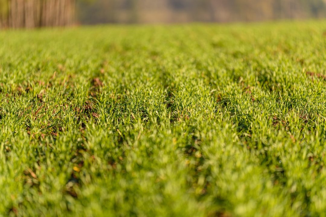 What Crops Grow Best in Florida: Top Picks for Thriving Harvests