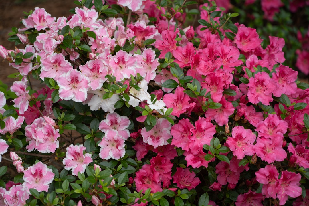 What Shrubs Grow Best in Florida: Top Native Picks for Vibrant Gardens