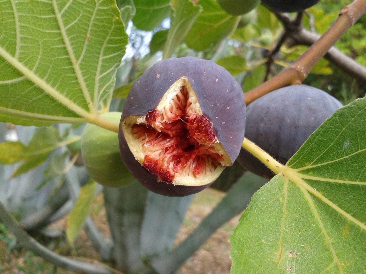 fig, fruit, nature, real coward, fig tree, ripe, open, yummy, fresh, fig fruit, tree