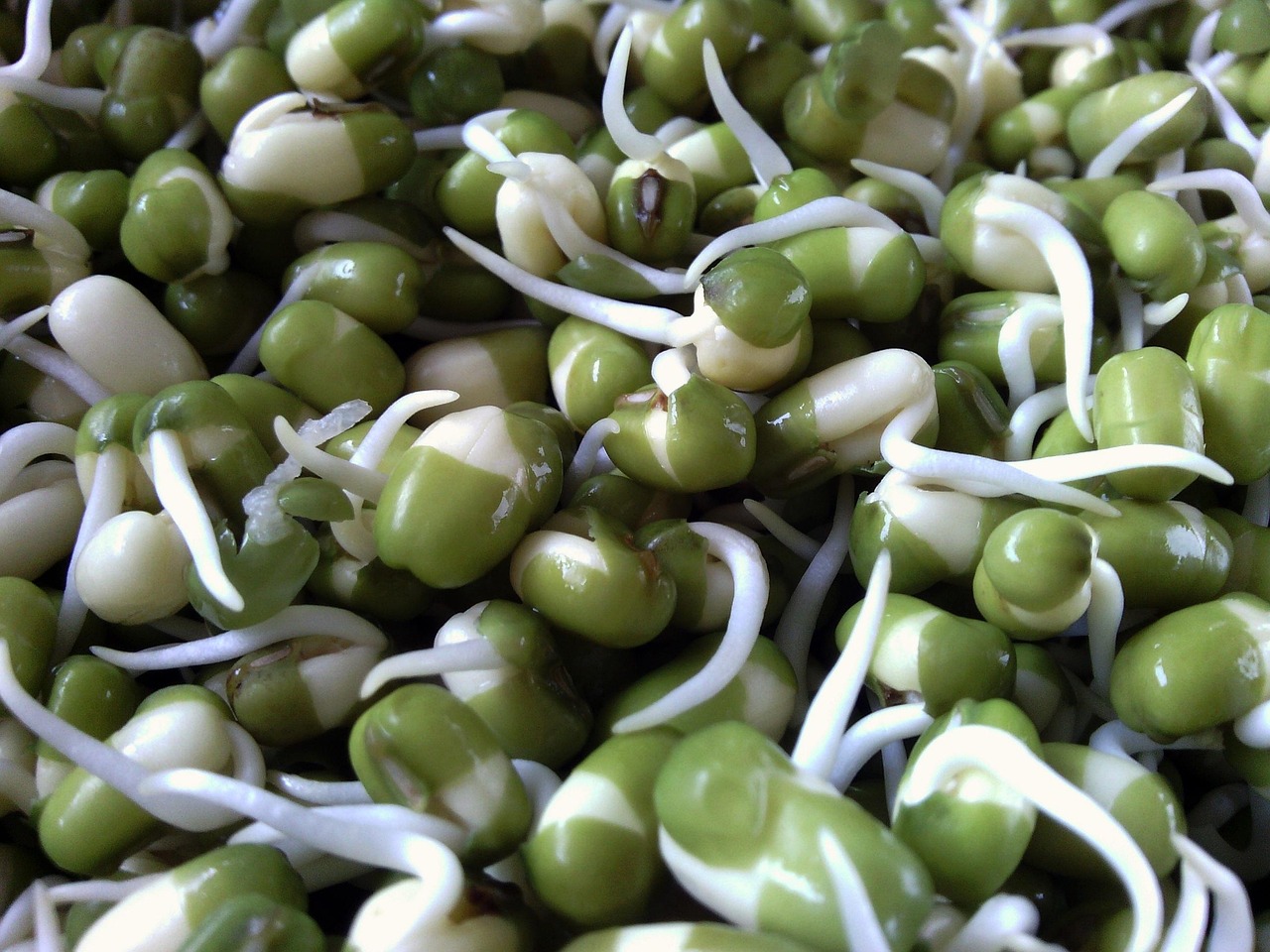 seed, nature, seeds, plant, bean sprout, bean, beans, green beans, sapling, close-up