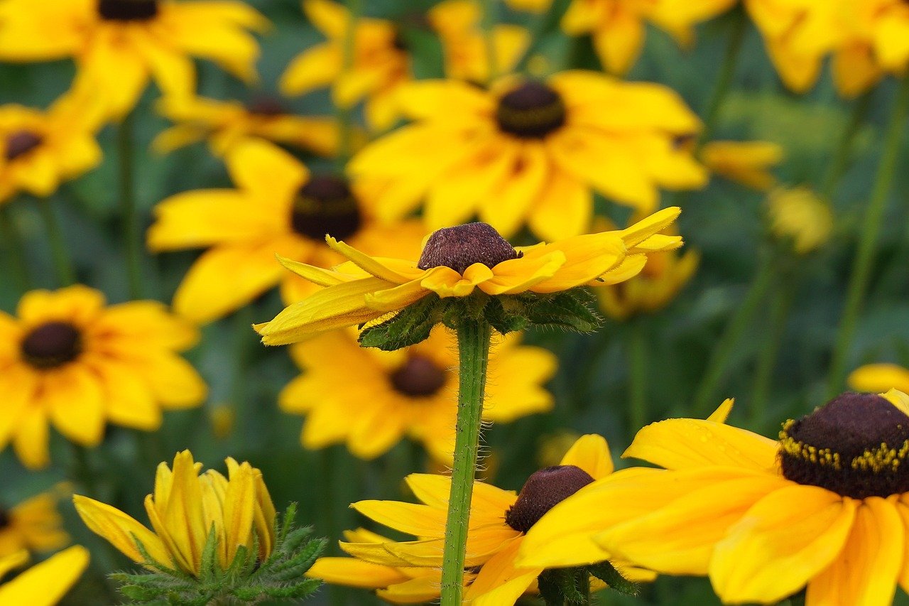 flower, rudbeckia, free wallpaper, beautiful wallpaper, echinacea, wallpaper hd, angiosperms, orange flowers, wallpaper 4k, laptop wallpaper, nature wallpaper, floral background, mac wallpaper, asteraceae, 4k wallpaper, beautiful flowers, goes away, desktop backgrounds, flora, botany, beautiful nature, plants, garden, close up, 4k wallpaper 1920x1080, colorful, cool backgrounds, flower wallpaper, free background, flower background, nature, windows wallpaper, wallpaper, coneflowers, hd wallpaper, full hd wallpaper, nature background, cereal, leaves
