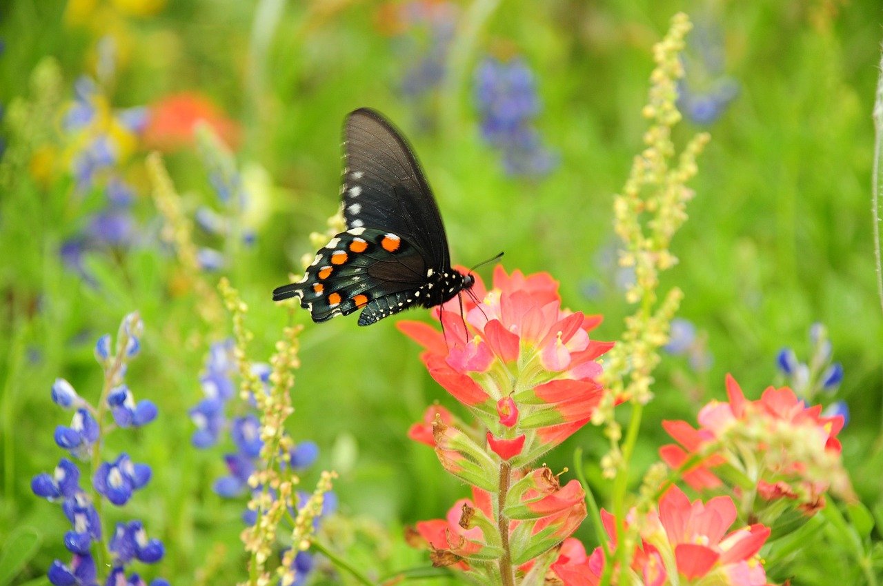 butterfly, nature, flower, pollination, wings, meadow, colorful, summer, ecosystem, insect, biotope, contrast, macro, wilderness, beauty, colorful meadow, nature reserve, wildlife, environment