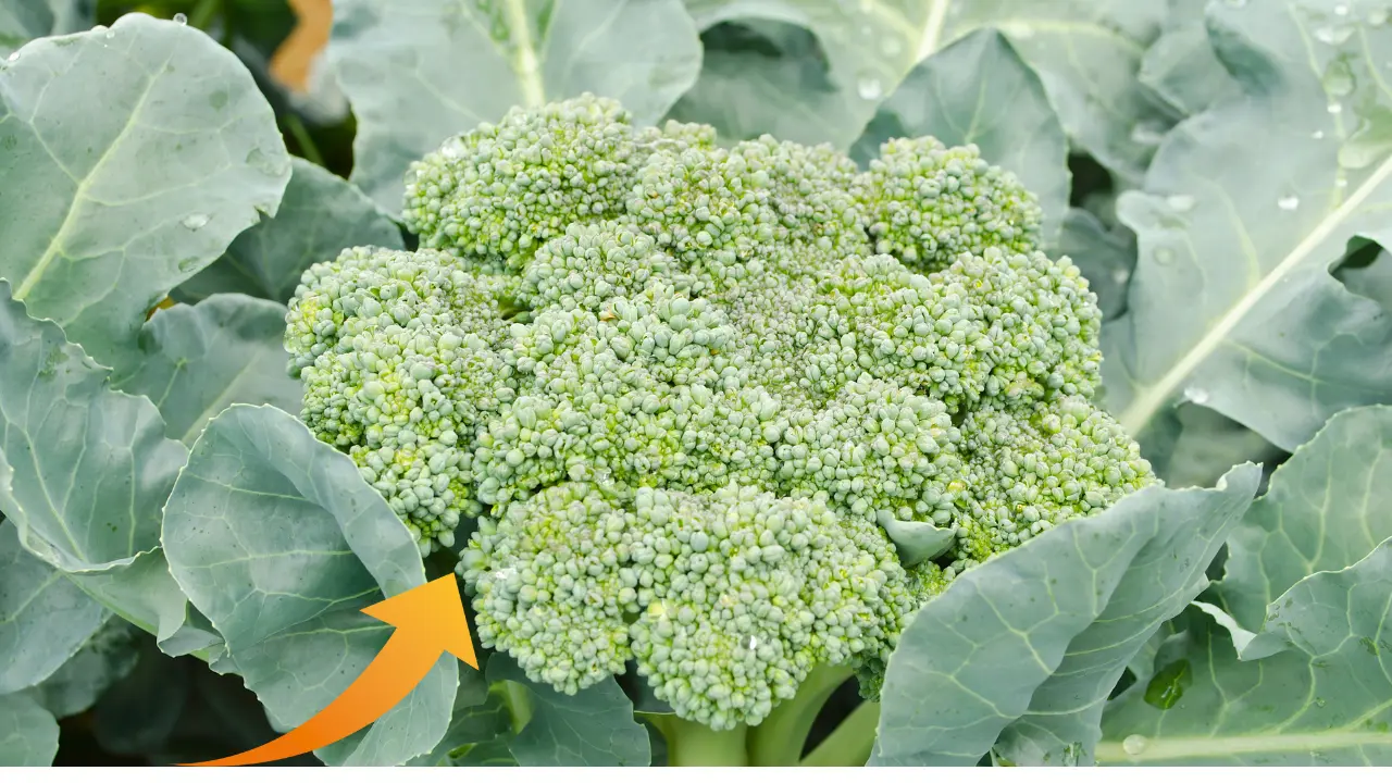 Best Borccoli to Grow in Central Florida: Top Varieties for Success