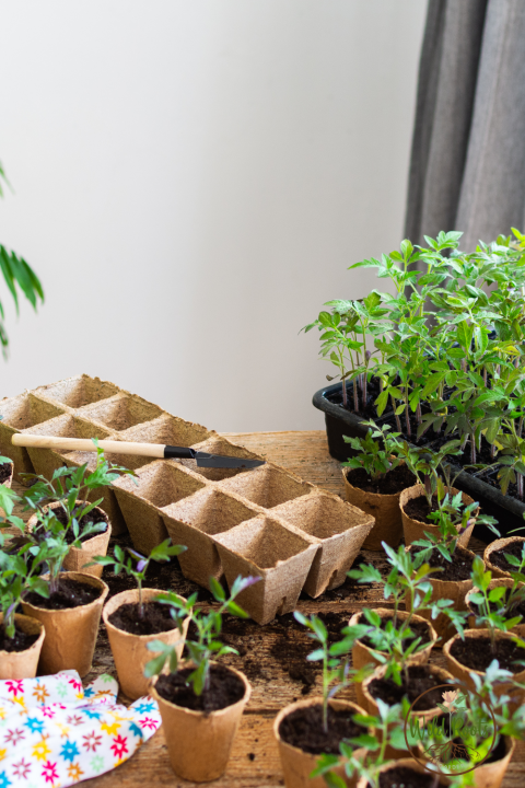 Best Fruits And Vegitable to Grow in Pots in Florida