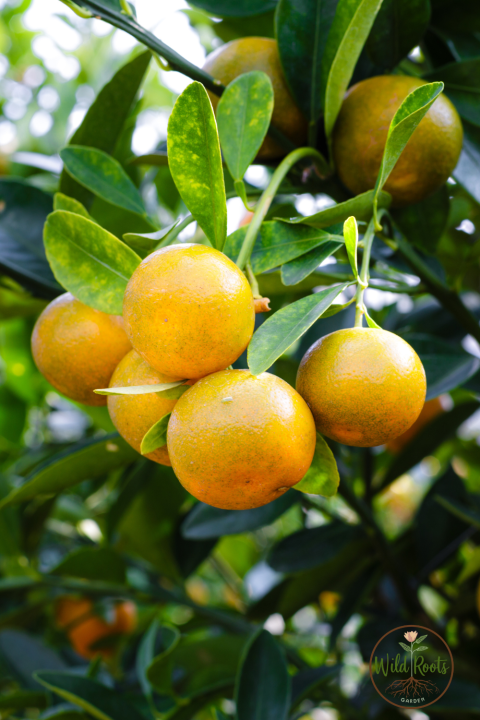 Best Fruit You Can Grow in Florida