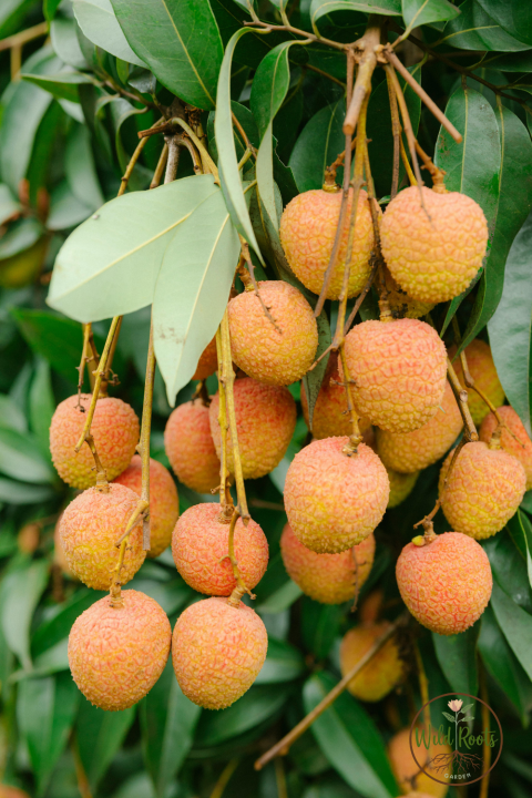 Best Fruit Trees to Grow in South Florida