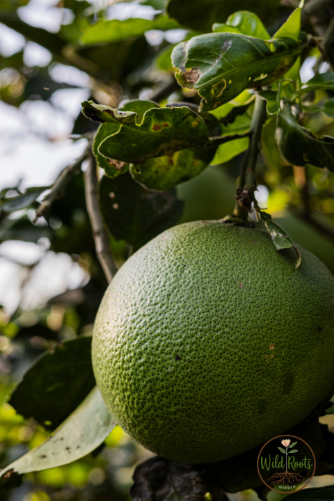 Best Fruit Trees To Grow Outside In Florida