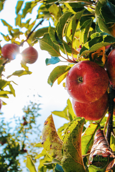 Best Fruit to Grow in Central Florida