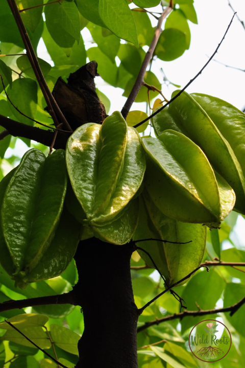 Best Fruit to Grow in South Florida