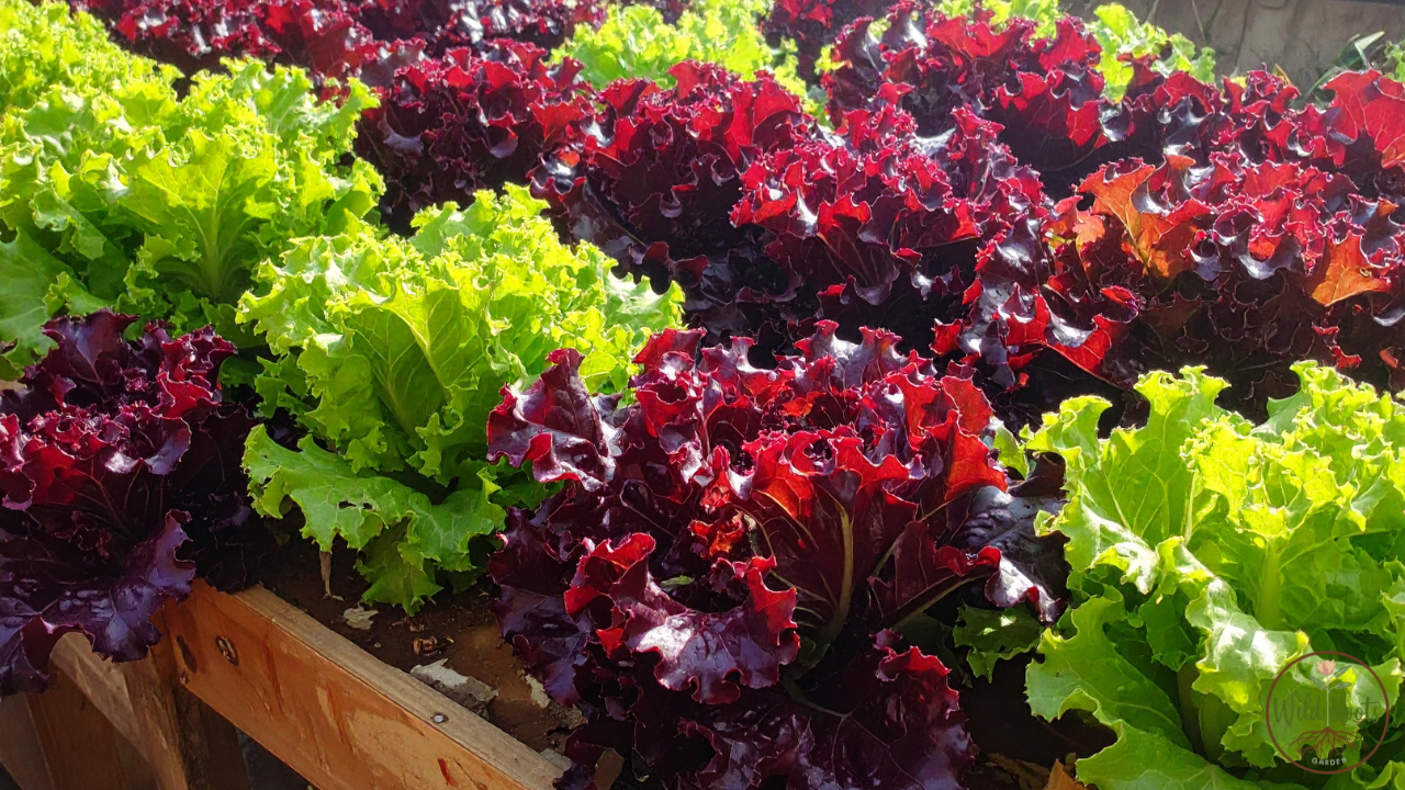 Best Vegetables to Grow in Summer in Florida: Top Picks 2 Best Vegetables to Grow in Summer in Florida: Top Picks