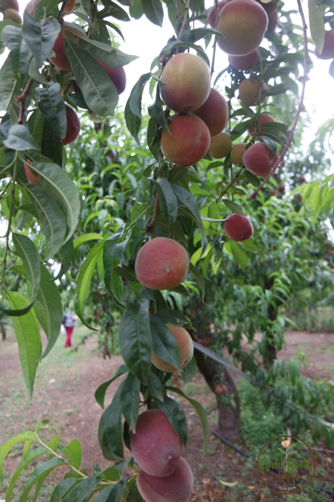 Best Fruit to Grow Florida