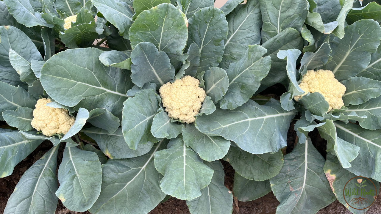 Best Vegetables to Grow in Summer in Florida: Top Picks 3 Best Vegetables to Grow in Summer in Florida: Top Picks