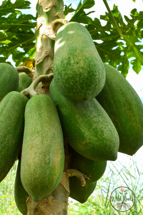 Best Fruit Tree to Grow in Nw Florida Panhandle