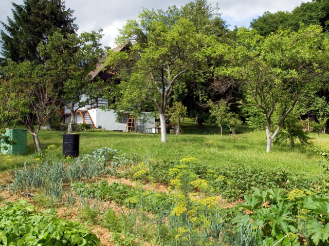 Best Vegetables to Grow in Summer in Florida: Top Picks