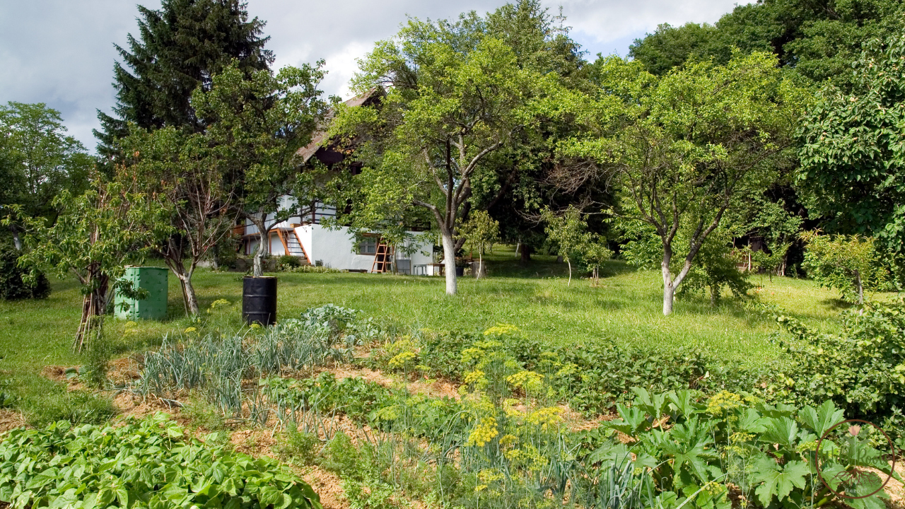 Best Vegetables to Grow in Summer in Florida: Top Picks