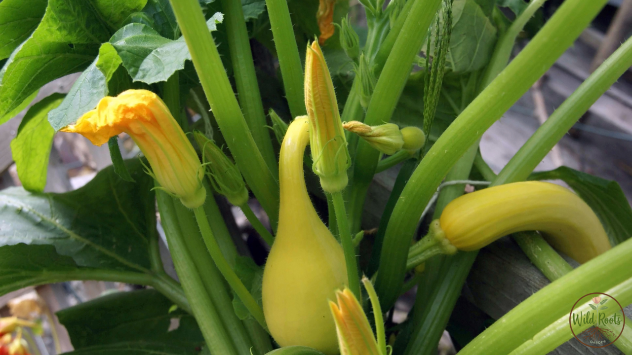 Best Vegetables to Grow in Summer in Florida: Top Picks 4 Best Vegetables to Grow in Summer in Florida: Top Picks