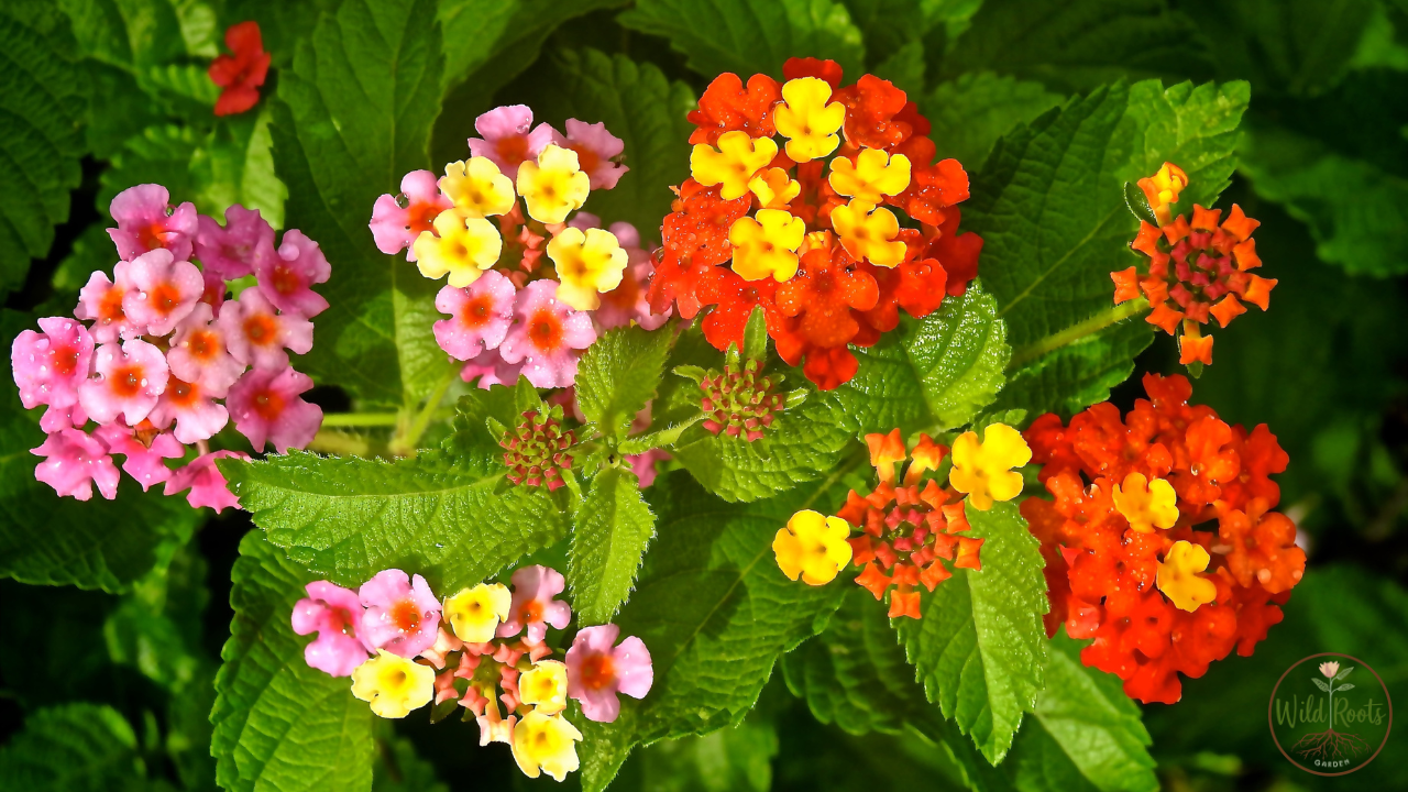 Best full sun plants for texas low maintenance