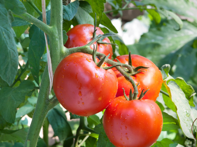 Best Fruit And Vegetables to Grow in Florida: Ultimate Guide 2025